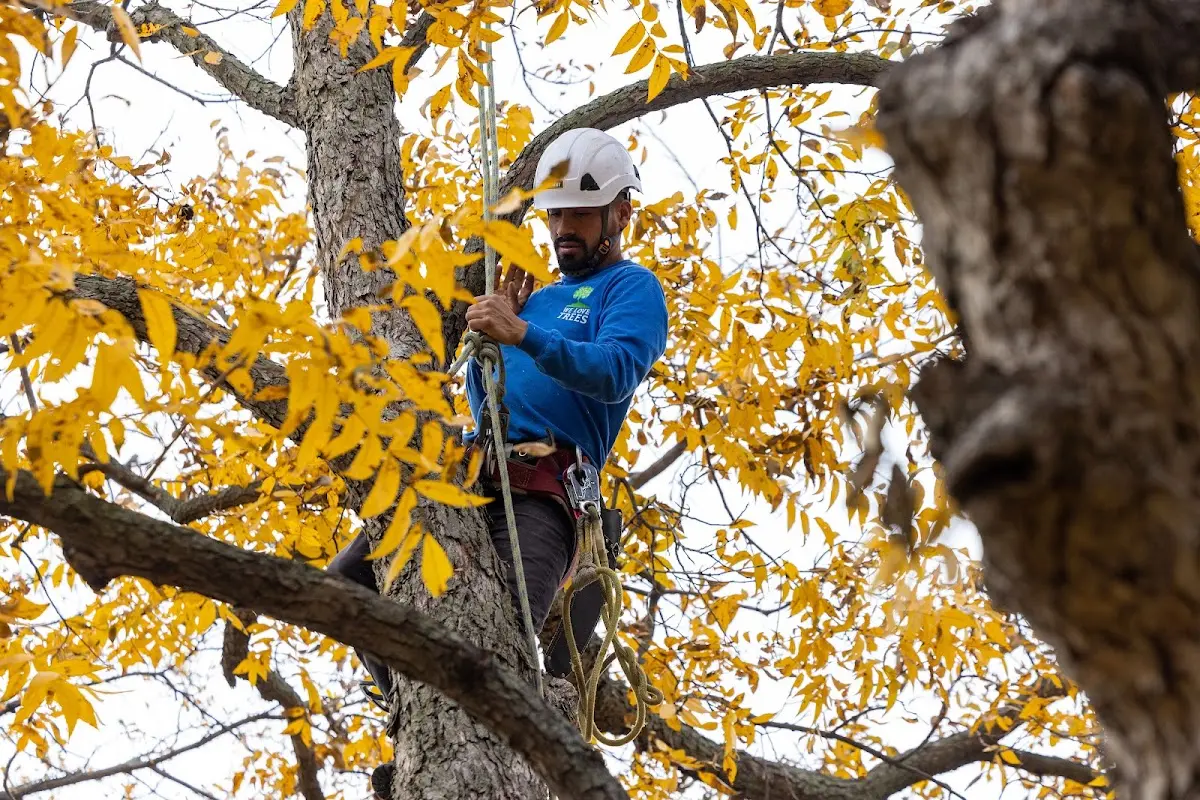 Skilled Tree Pruning crew working in Wayland